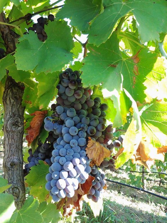 Agriturismo B&B Domo De Resteblas Berchidda Kültér fotó