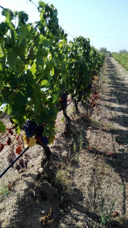 Agriturismo B&B Domo De Resteblas Berchidda Kültér fotó