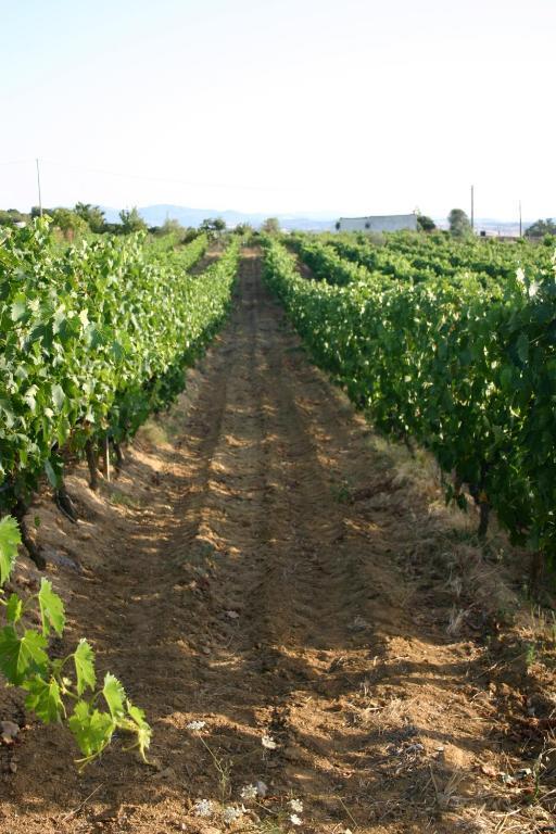 Agriturismo B&B Domo De Resteblas Berchidda Kültér fotó